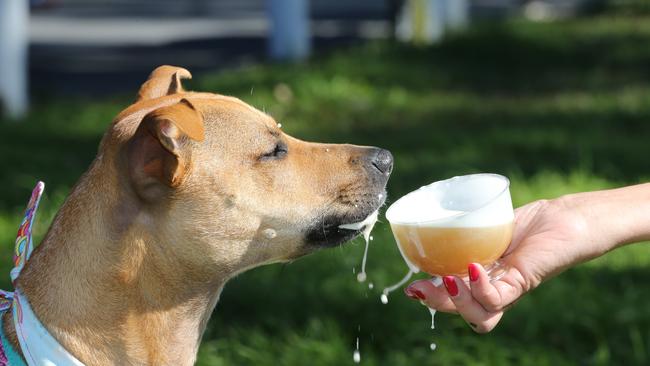 Paws at the Park, the first Gold Coast dog markets at Mudgeeraba Showgrounds. Kiba the English Staffordshire Kelpie cross loves a doggie Beer called Paw Blonde. Picture Glenn Hampson