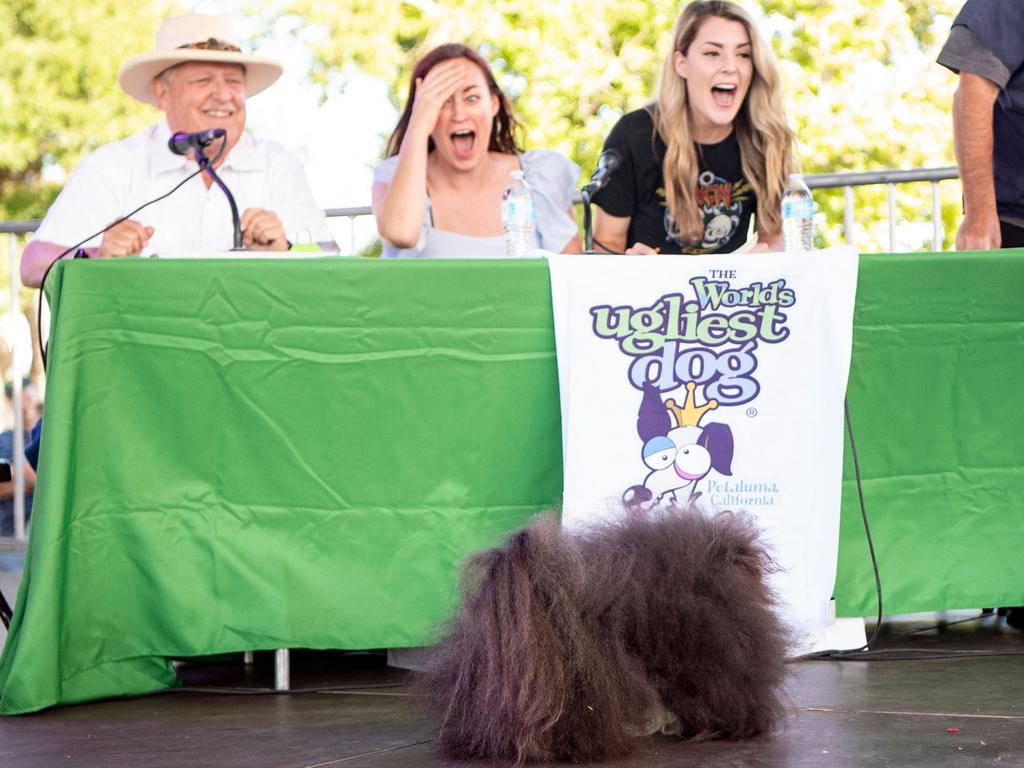 Is there a face somewhere in there? Judges react to fellow competitor Wild Thang taking to the stage during the World's Ugliest Dog contest, which organisers called a celebration of imperfections. Pictures: Josh Edelson/AFP