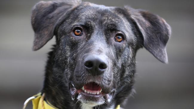 Jimmy the 11-month-old Great Dane cross was up for adoption on Saturday. Picture: David Caird