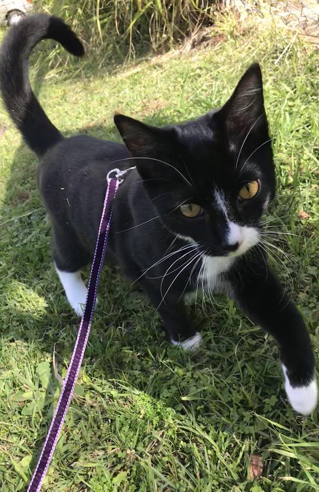 22/07/2019 - Tinkerbelle Allinson, 9 months old. Picture: Caitlin Allinson