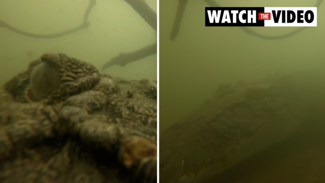 Crocodile caught sussing out research camera