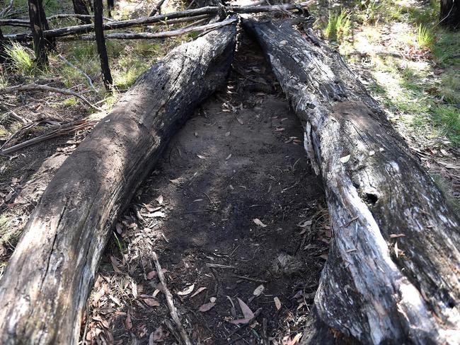 It’s believed the badly decomposed body was found between these two logs in Macedon Regional Park. Picture: Nicole Garmston