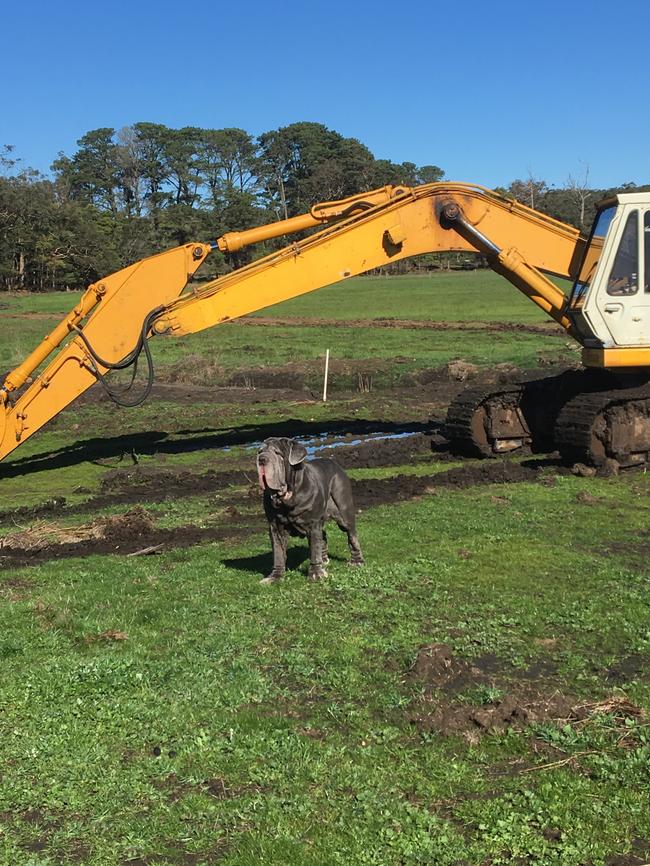 Project manager: Stella overseeing excavation works on the farm. Kylie says her Mastiffs love the farm as much as any Border Collie or Kelpie.