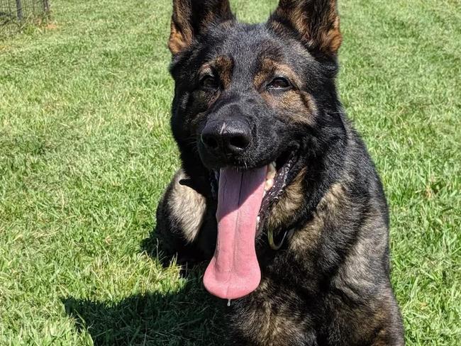 The NSW Police dog Xtra was among the two canines found deceased. (Supplied: NSW Police Force)