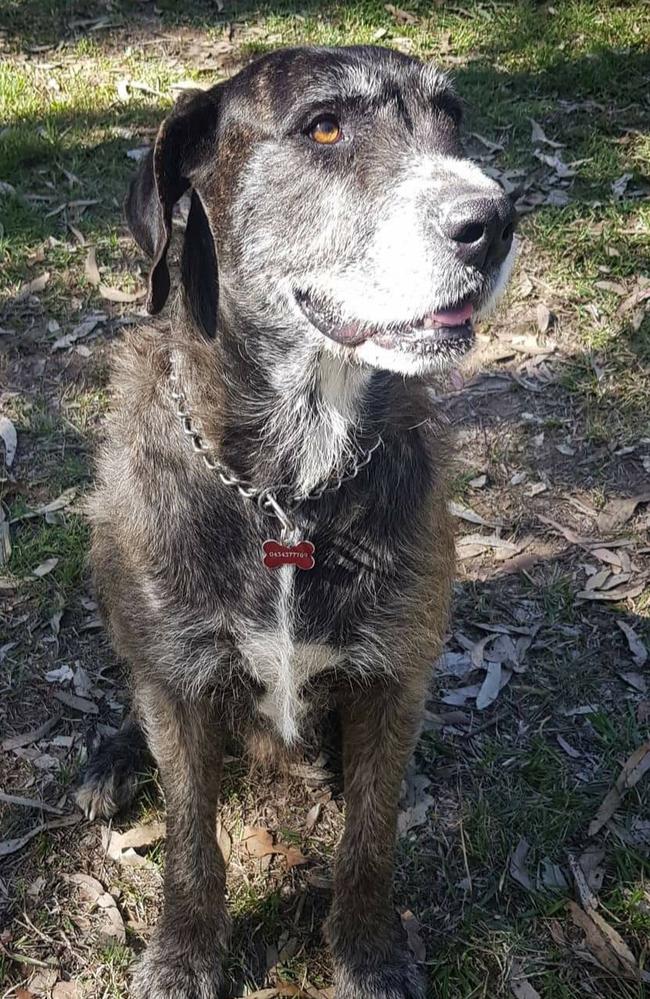 Woodford family lost dogs to suspected 1080 baiting. Cash the Great Dane wolfhound cross. Picture: Katrina Burley