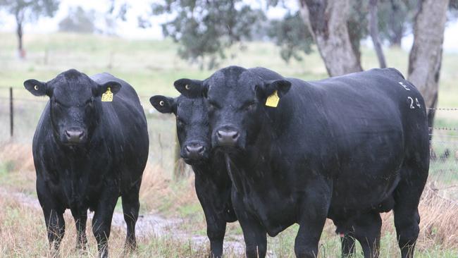 A file image of Angus bulls at the former Ireland’s Angus Stud at Kyeamba in southern NSW.