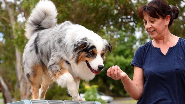 Rita Grimley and dog Harvey at Sunbury Dog Park on Thursday. Picture: Josie Hayden