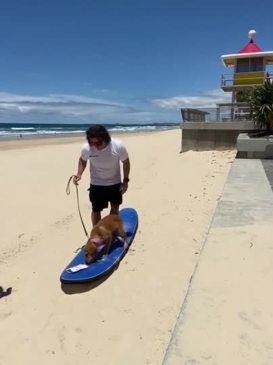 Chino the surfing puppy