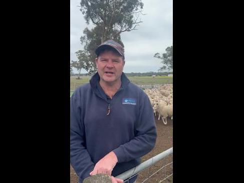 Livestock being sold early in parts of the Wimmera