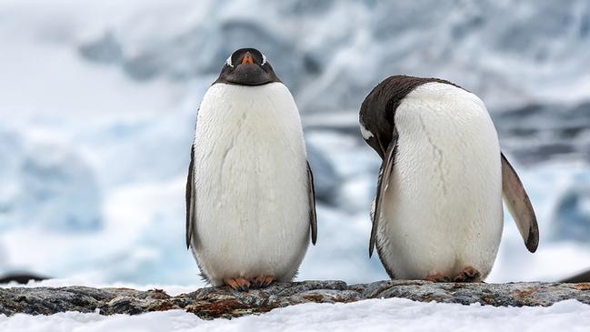 Hike to a penguin rookery with top-of-the-range Chimu Adventures Antarctica. Picture: Gianluca Lombardi