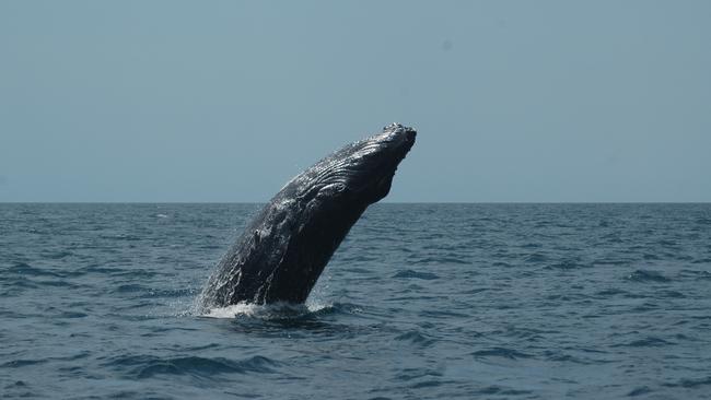 Humpback Whales seen near Freycinet on the East Coast of Tasmania in November 2007. Photo: Department of Natural Resources and Environment Tasmania