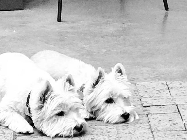 Jane Doyle's West highland white terriers Hamish and Fergus. Her last picture on her camera roll before Lockdown 2020