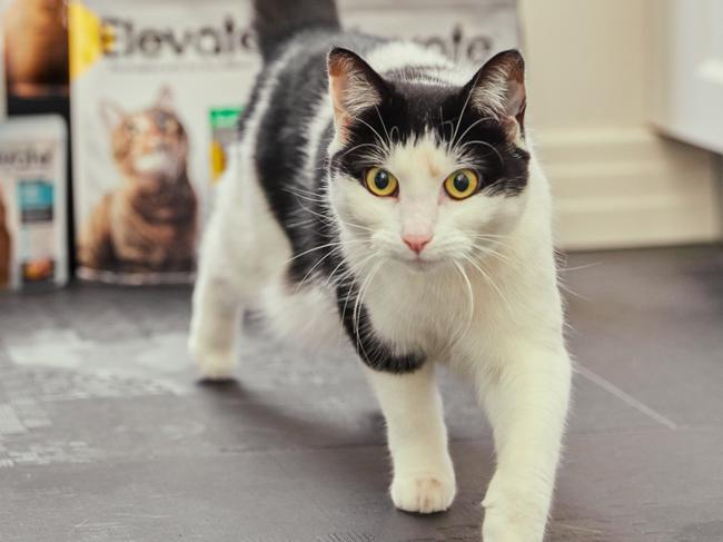 Pandora with the Elevate pet food range - Supermarket giant Coles is sharpening its claws for an all-out war with big-name pet food brands with the introduction of a premium range, insisting it matches their nutritional values. Picture: Coles,