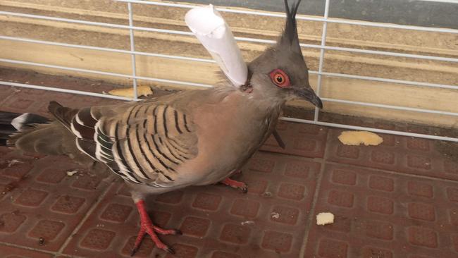 An injured pigeon rescued after being shot with a dart. Picture: RSPCA