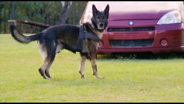 Kaos the police dog gets back to work after knife wound injury