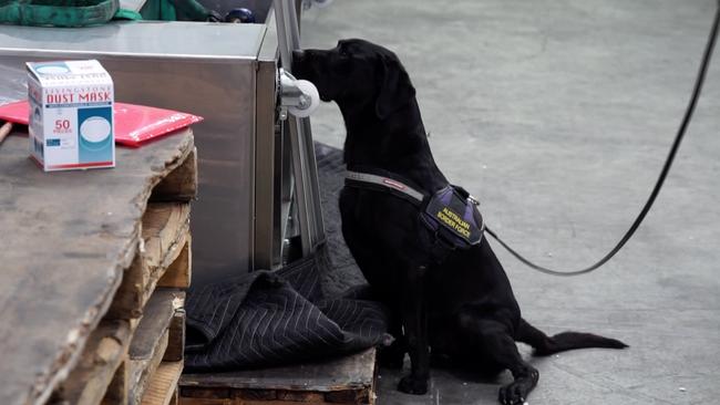 A sniffer dog who found the drug ice in ice-cream making machines. Picture: ABF