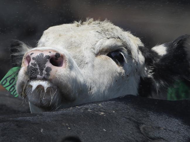 GREELEY, CO - JUNE 23: Mature Beef cattle rustle about at the JBS Five Rivers Kuner Feedlot June 23, 2015. (Photo by Andy Cross/The Denver Post via Getty Images)