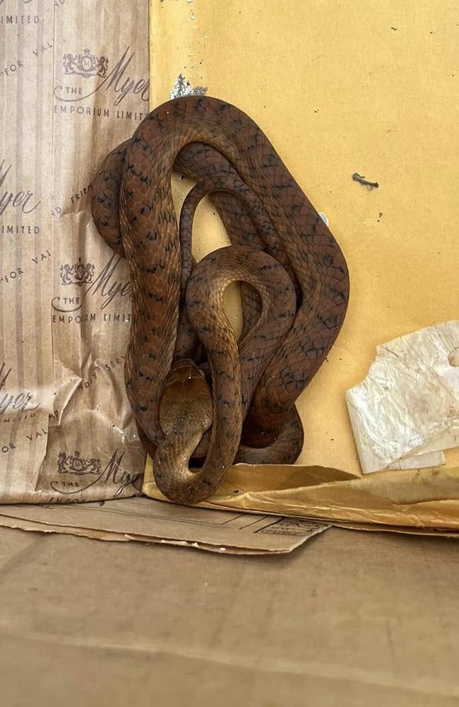 A brown tree snake at Bellthorpe in the Sunshine Coast Hinterland. PHOTO: Frank Douglas