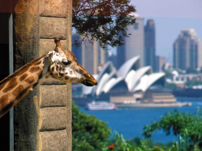 Giraffe inspects view of Opera House and harbour from Taronga Zoo in Sydney.