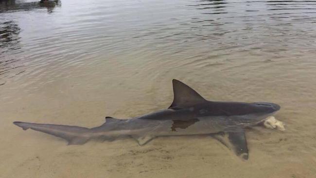 What lurks beneath: Schools of bulls sharks in popular Gold Coast