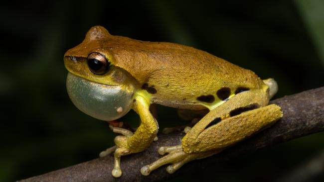 New species discovered, already ‘critically endangered’