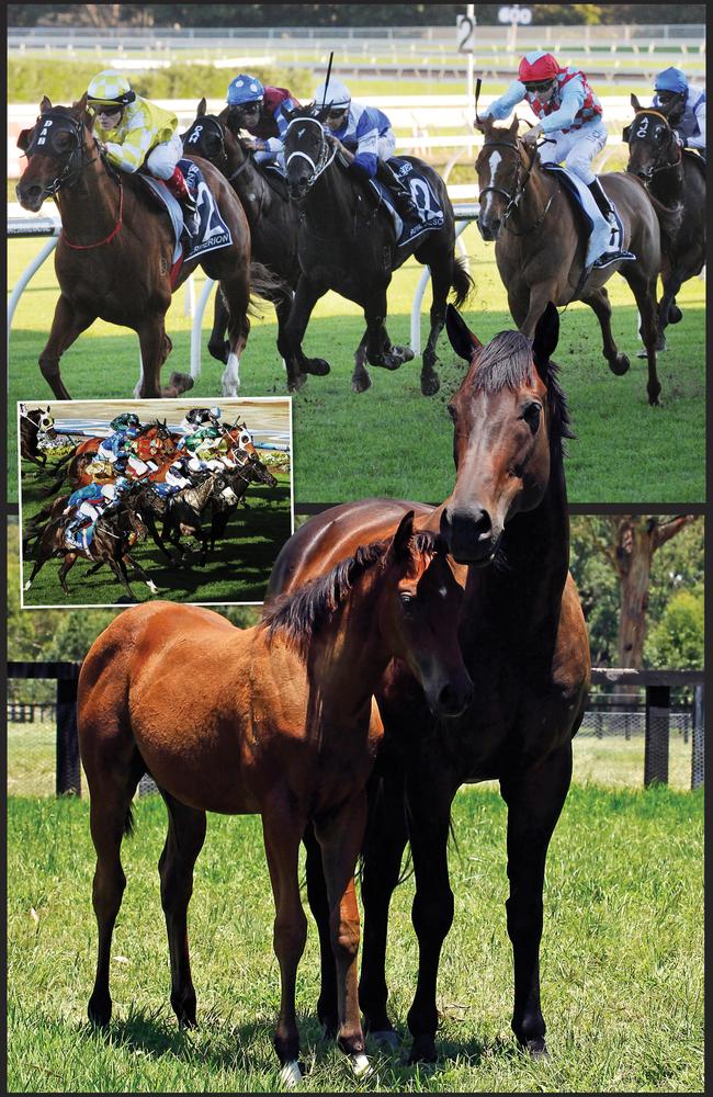 Australia’s most famous mum Black Caviar shares some quality time with her first foal in the Hunter Valley; Criterion (top) blitzes his rivals to win the Group 1 Queen Elizabeth Stakes; Adelaide swoops to win the Group 1 W.S. Cox Plate. Pictures: Colleen Petch, Simon Bullard, Supplied