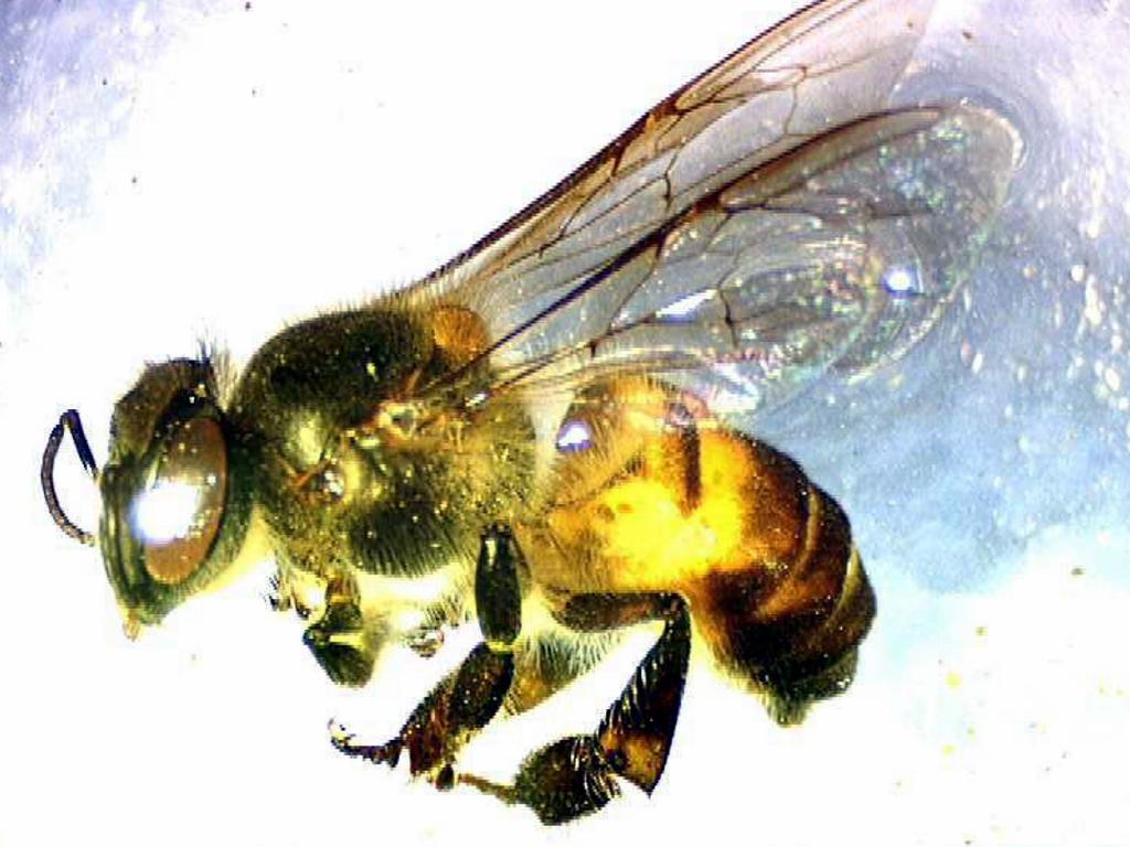 The Asian honey bee (Apis Cerana) infested Australia after just a few bees and their queen made it to shore.