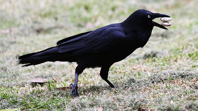 Stone the ravens – tricking his way to a mate | news.com.au — Australia's leading news site