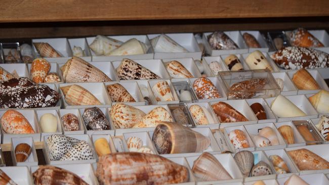 Shells from the Townsville Shell Club. Picture by Nikita McGuire