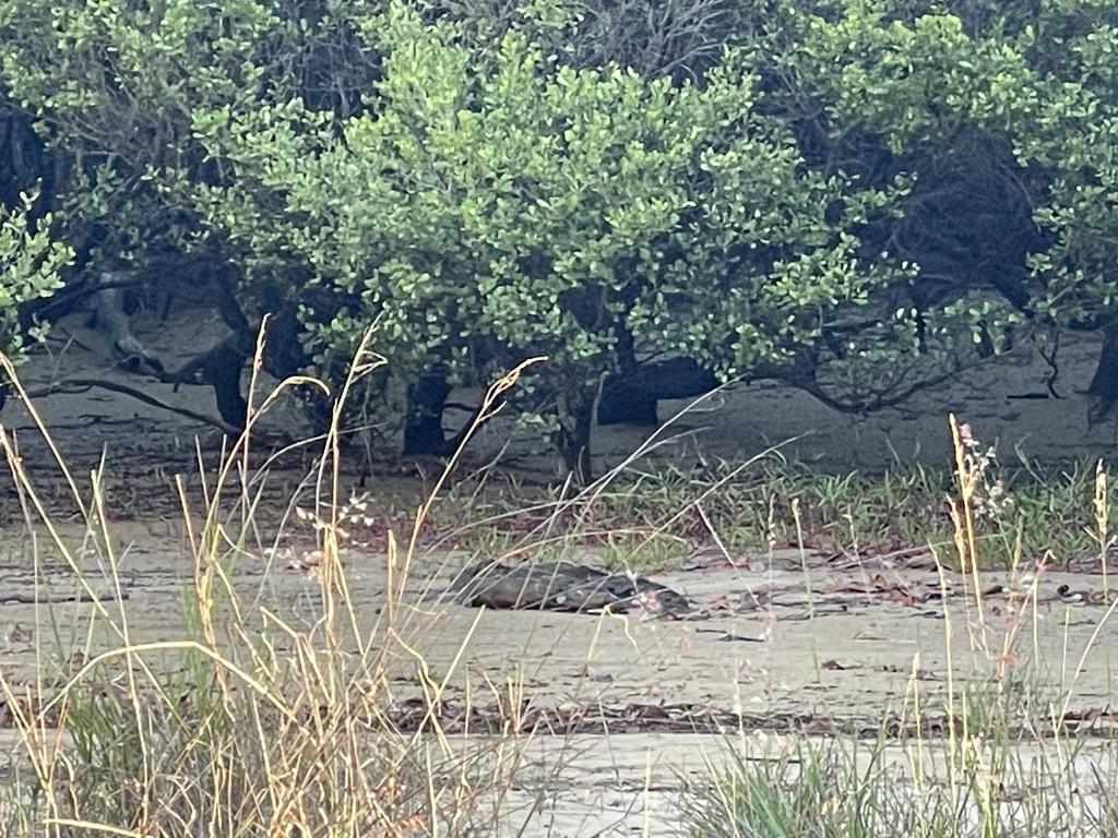 Northern Beaches resident Rae Wilson saw this 'logodile' while walking on Blacks Beach Spit with her pooch on October 8, 2022. She concedes it could be a log left behind from a 6m tide but she only noticed it because she thought she saw it move in her peripheral vision. Picture: Rae Wilson