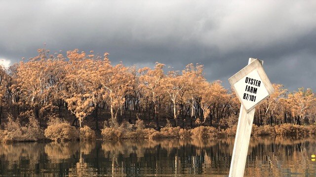 Run-off from bushfires was a major concern for oyster farmers this summer.