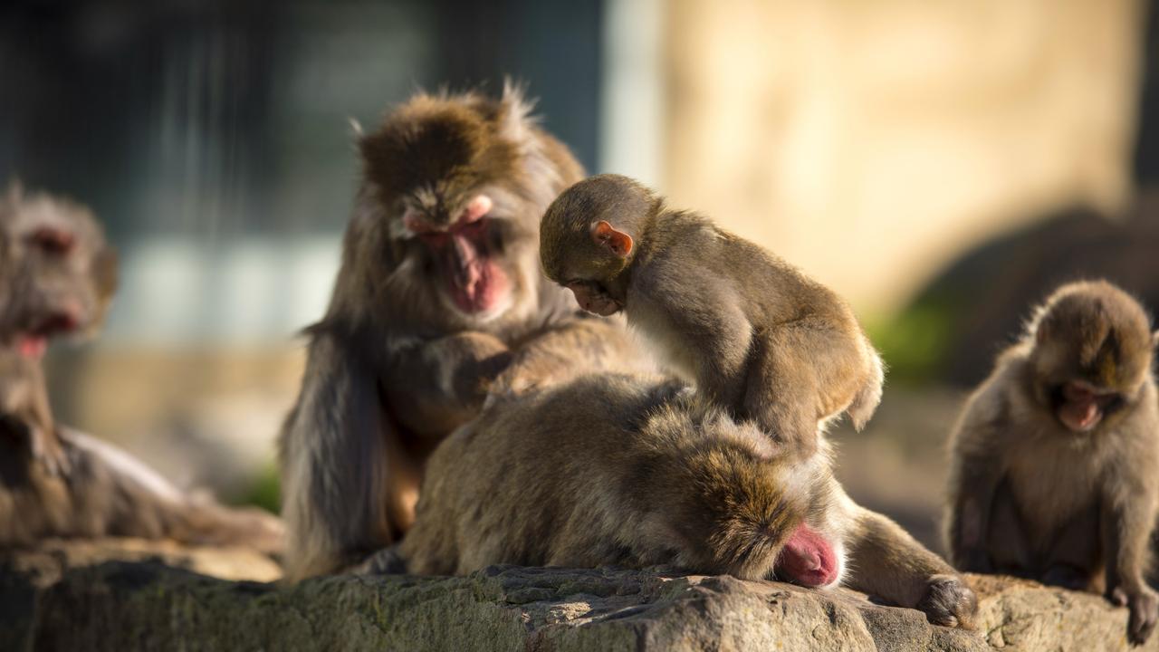 Japanese macaques in Launceston's City Park. Picture: City of Launceston