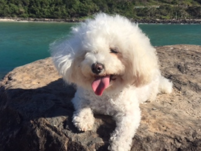 Lulu: They call this winter? Lulu loves soaking up the sunshine at Tallebudgera.