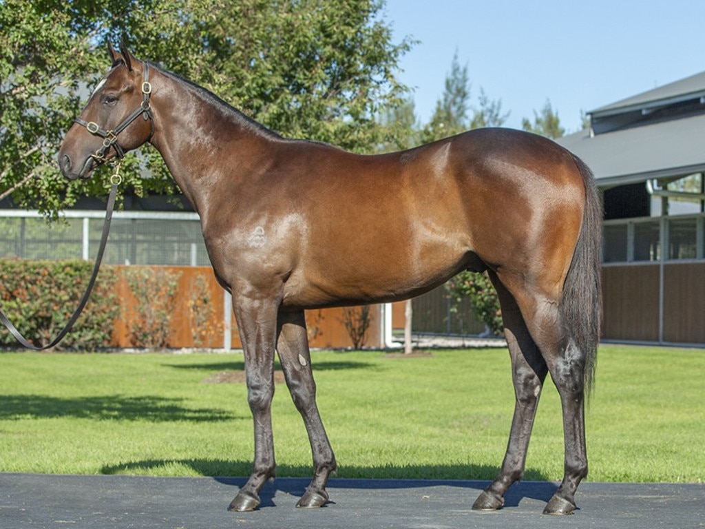 The full brother to Switzerland, Lot 170 (Snitzel-Miss Bad Behaviour) could be one of the most expensive lots of the 2024 Inglis Easter Yearling Sale.