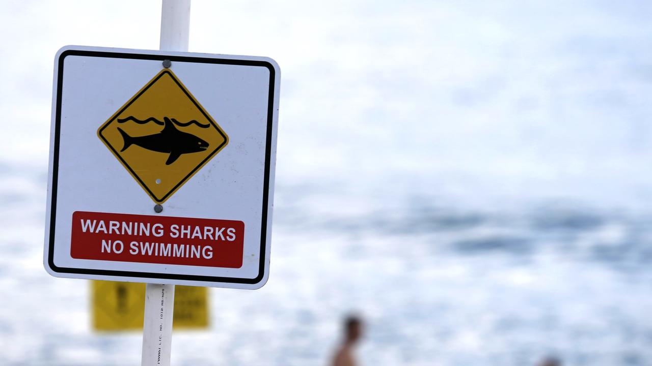 Shark Attack: Why the Bad Reputation is Unwarranted - Two River Times