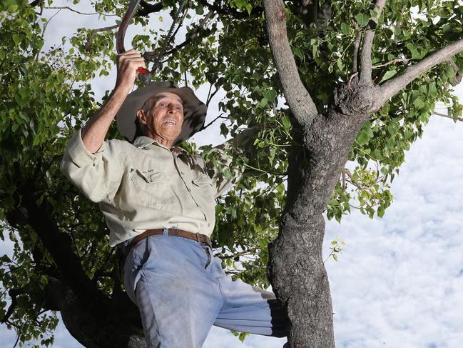 George Masters, 79, has had some close calls while trying to cut the branches off Kurrajong trees. Picture: Peter Lorimer