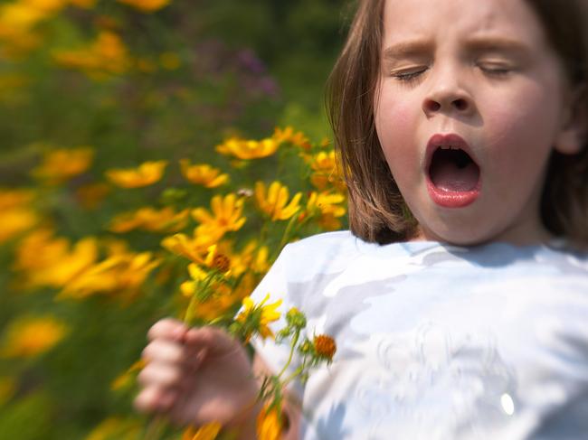 When the body’s immune system mistakenly sees the pollen as a danger it releases chemicals called histamines into the blood, which in turn cause hayfever symptoms. Picture: iStock