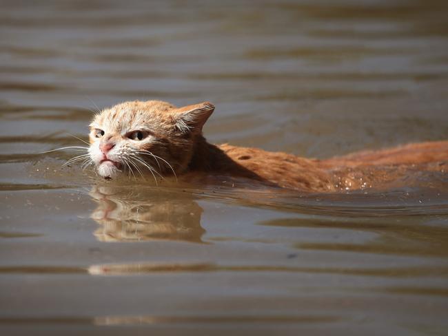 A cat tries to find dry ground around an apartment complex after it was inundated with water following Hurricane Harvey on August 30, 2017 in Houston, Texas. Harvey, which made landfall north of Corpus Christi August 25, has dumped nearly 50 inches of rain in and around Houston. Picture: AFP