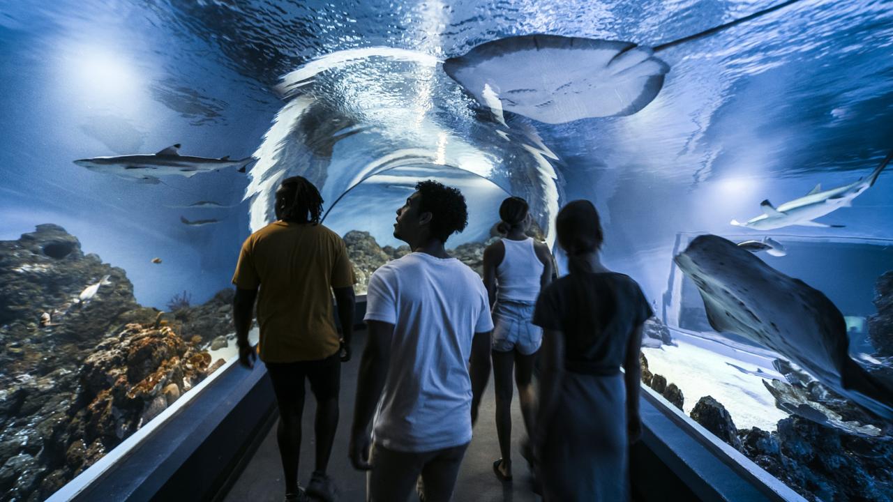 Cairns Aquarium Twilight Tour | The Australian