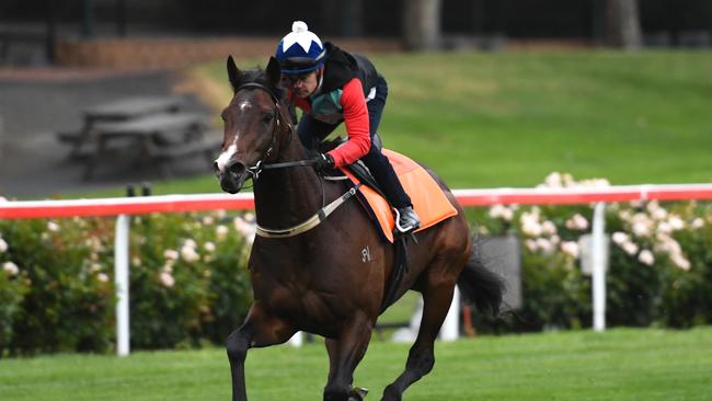 Royal Symphony during trackwork session at Moonee Valley Racecourse in October, 2017