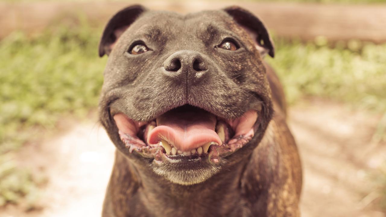 18/02/2019 - Nothing like a happy Staffy smile! Bonnie Muller Picture: Jessica muller