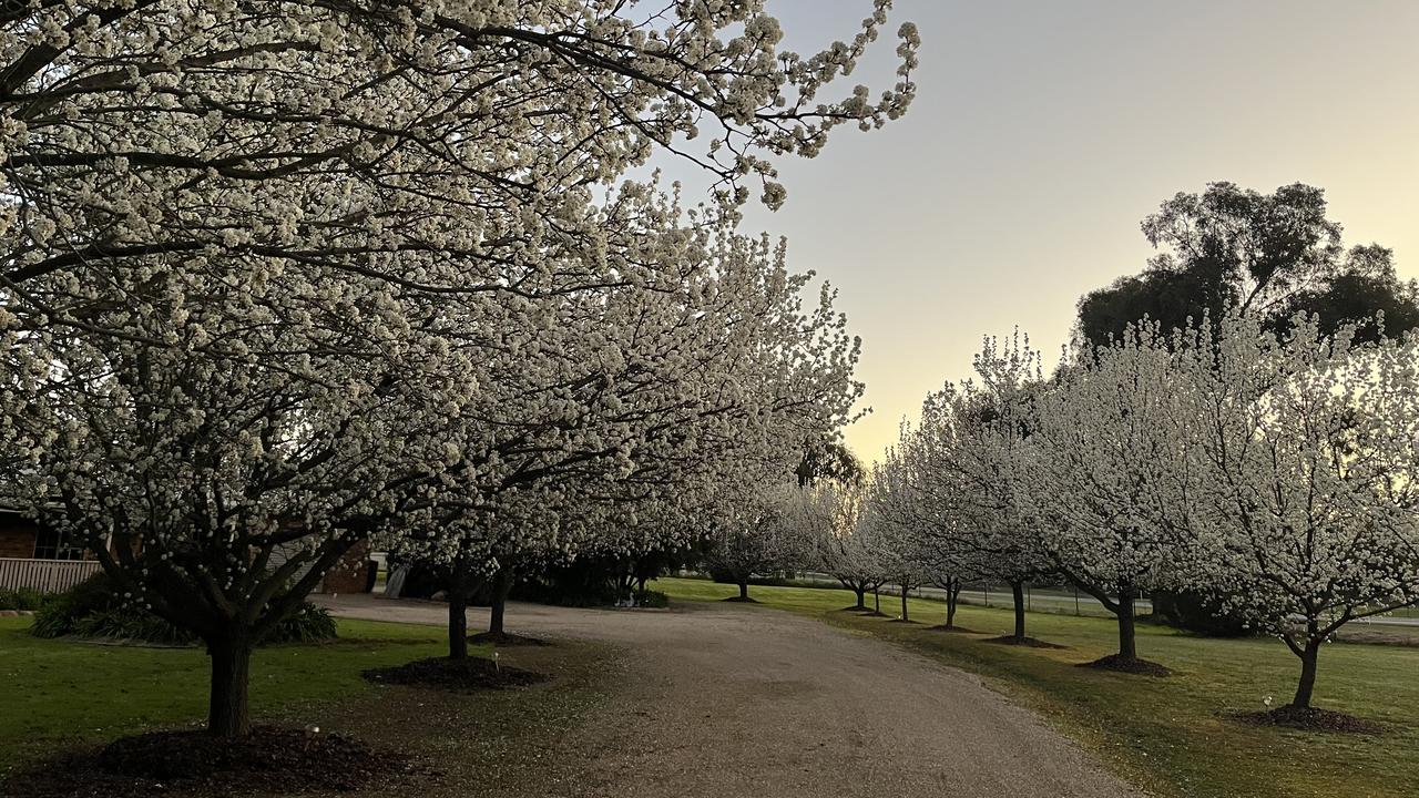 Gardens across the country are going into full bloom earlier than expected after a warmer winter. Picture: Supplied