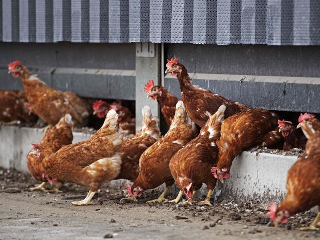 Chickens from a poultry farm are going outside again in Winkel, Netherlands, on April 29, 2020 after health measures were introduced in February, following a case of bird flu in a turkey farm in Germany near the Groningen (Dutch northern province) border. (Photo by Olaf KRAAK / ANP / AFP) / Netherlands OUT