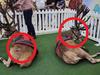 Shopping centre Xmas display sparks outrage