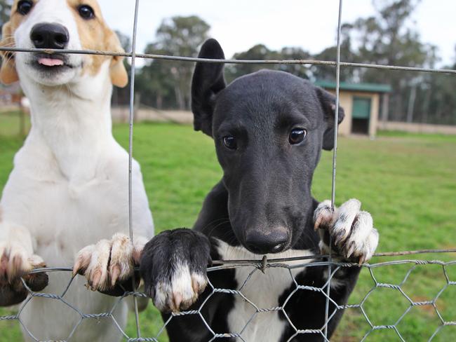 Greyhound racing will be banned in NSW in 2017. Picture: Jenny Evans