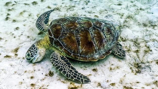 FILE PHOTO: A green turtle feeding on sea grass at Lizard Island on the Great Barrier Reef, located 270 kilometres (167 miles) north of the city of Cairns. (Photo by DAVID GRAY / AFP)