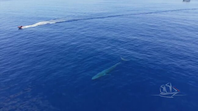 Pygmy blue whale in the Sava Sea