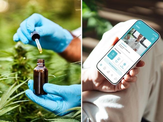 Researcher Taking a Few Cannabis Buds for Scientific Experiment.