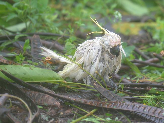 Debbie the cockatoo has tragically passed away. Picture: Alix Sweeney