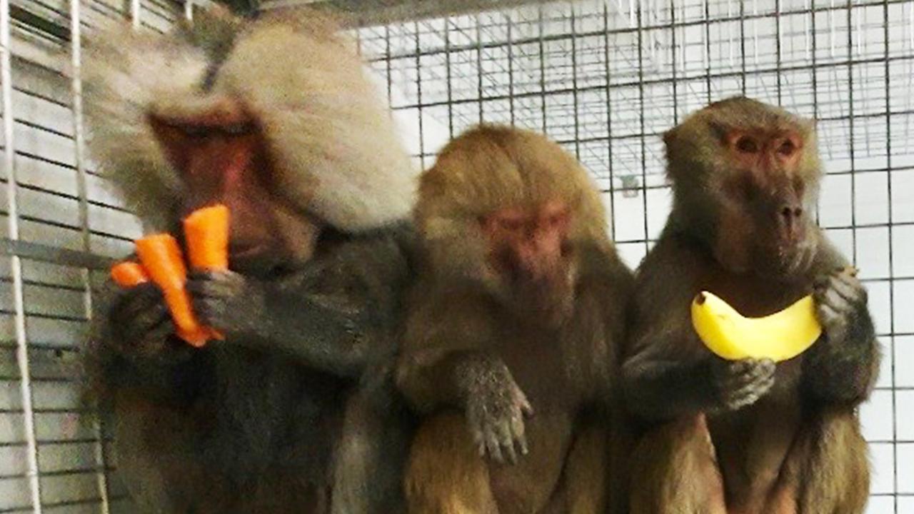 The three baboons that managed to escape from the Royal Prince Alfred Hospital on Tuesday. Picture: Supplied